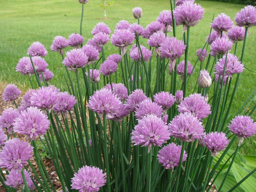 Clump of chives (Allium schoenoprasum) in bloom, with round, lavender-purple flower heads on slender green stems growing in a garden bed.