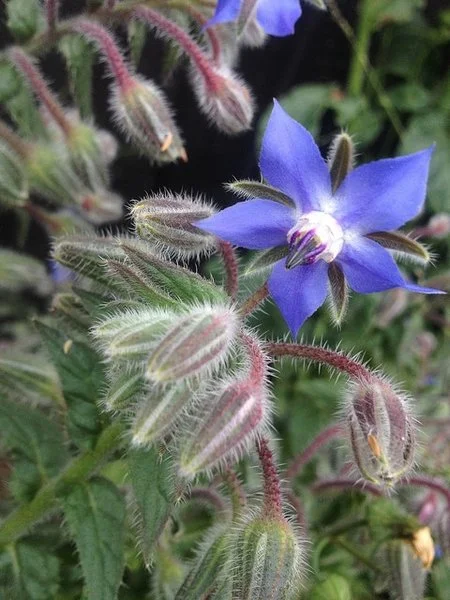 Close-up of a blue, star-shaped borage flower (Borago officinalis) with purple-black stamens, surrounded by fuzzy buds and hairy stems against green foliage. Jon Sullivan.