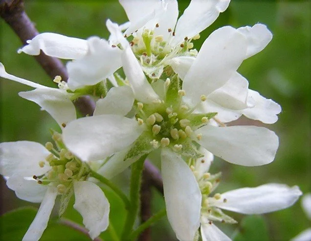 Close-up of delicate white serviceberry blossoms with five narrow petals and pale yellow stamens clustered at the center, set against a soft green background.
