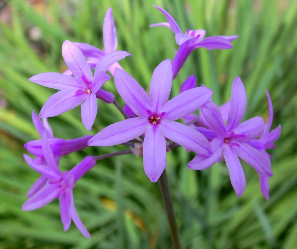 Cluster of society garlic (Tulbaghia violacea) flowers with star-shaped lavender-purple petals on slender stems, set against grassy green foliage.