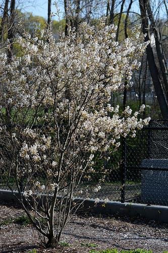 Multi-stemmed serviceberry shrub covered in delicate white blossoms, growing in a landscaped area with trees and a fence in the background.