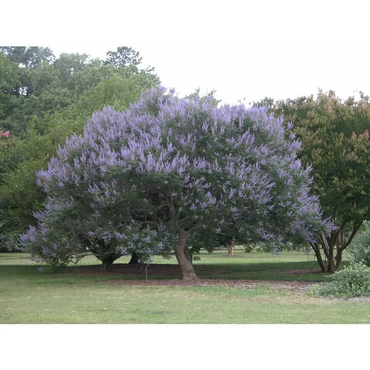 Mature chaste tree with a broad, spreading canopy covered in abundant lavender-purple flower spikes, growing in an open landscaped area.