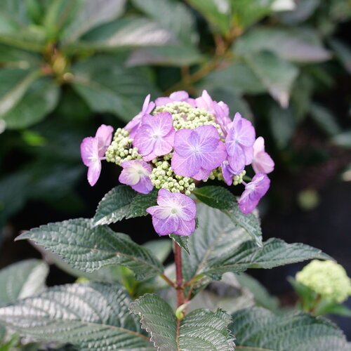Close-up of a lacecap hydrangea bloom with soft purple outer flowers surrounding a cluster of small green buds, set against textured dark green leaves.