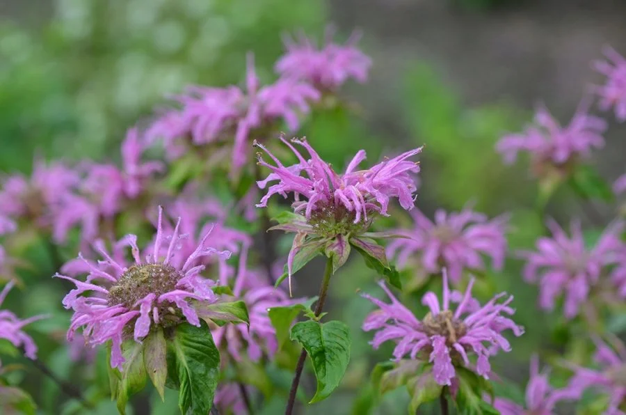 Wild Monarda aka Bergamot ~ Monarda fistulosa ‘Claire Grace’