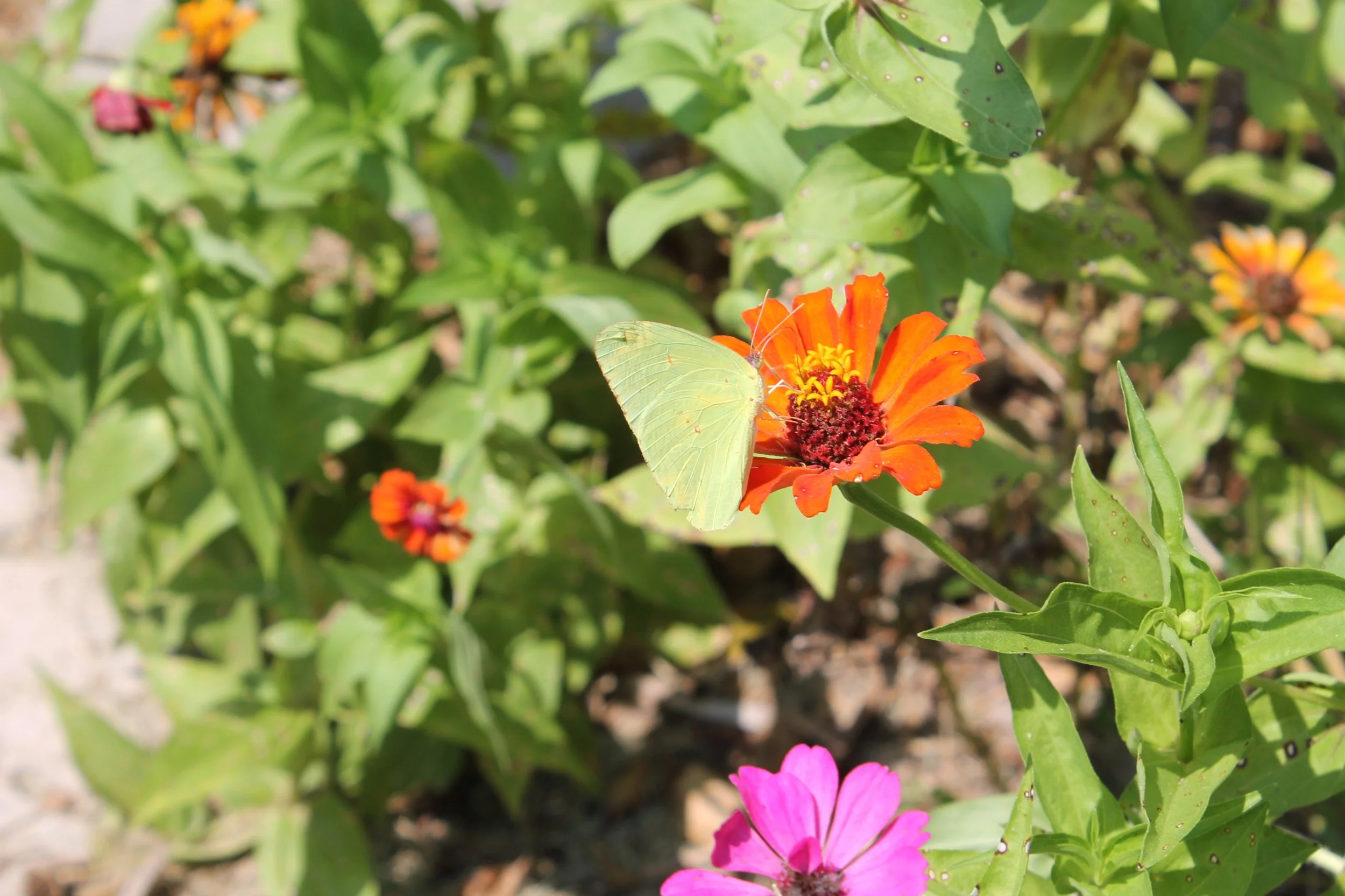 Yellow butterfly feeding on a bright orange zinnia during the Great Southeast Pollinator Census.