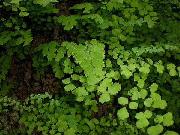 Delicate green maidenhair fern fronds with fan-shaped leaflets growing in a shaded woodland setting.