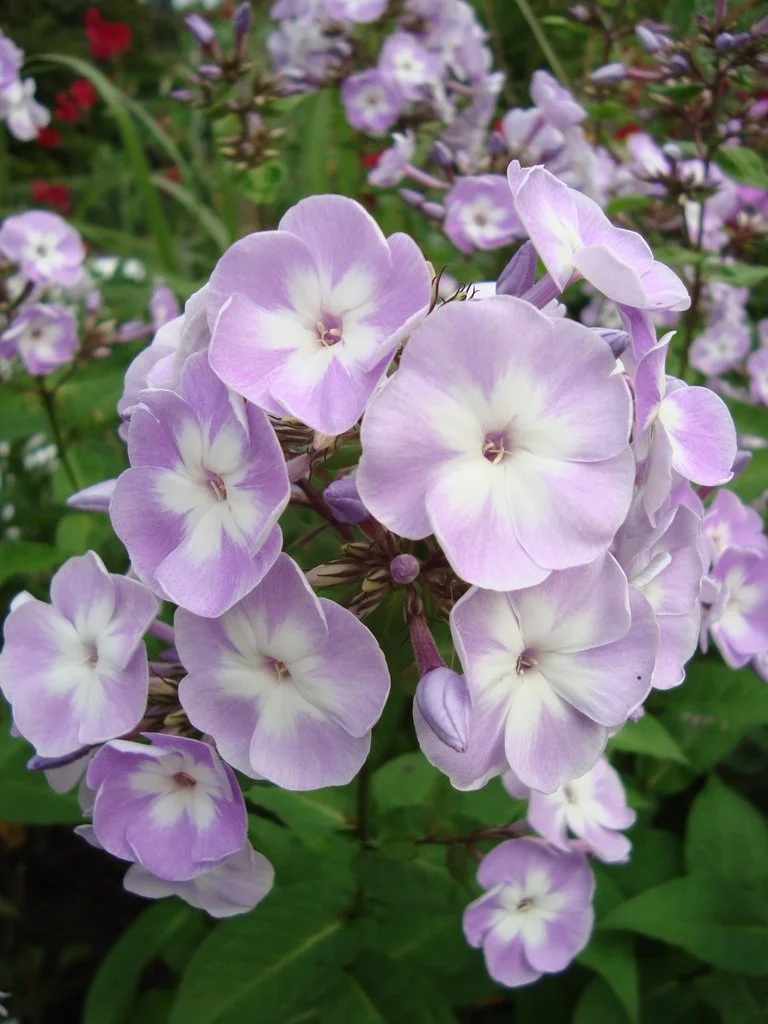 Close-up of a cluster of pale lavender flowers with white centers, blooming in a garden with green foliage softly blurred in the background. Epibase.