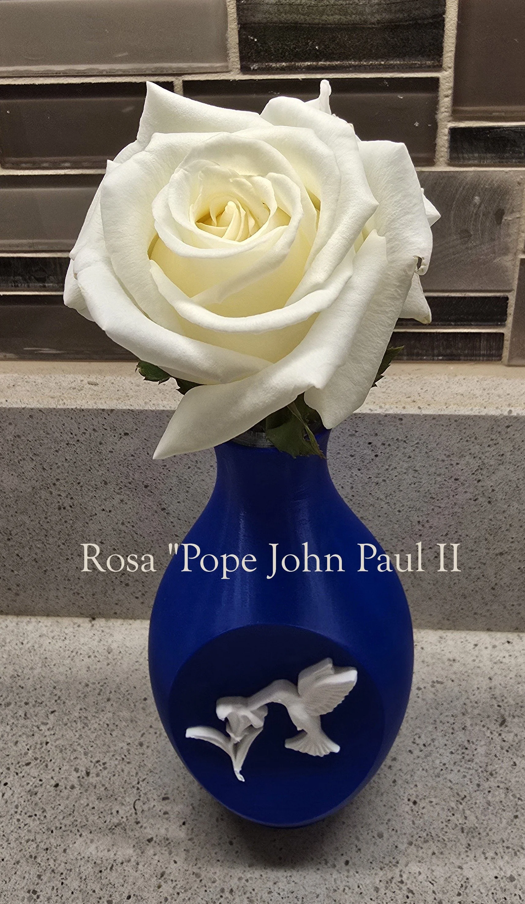 Close-up of a large white hybrid tea rose labeled “Rosa ‘Pope John Paul II’,” set in a cobalt blue vase with a raised hummingbird design, on a speckled countertop with a tiled backsplash in the background.