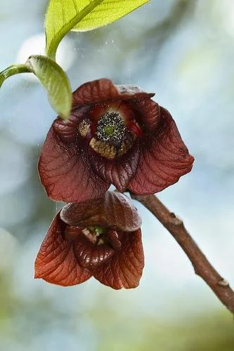Close-up of a pawpaw flower with deep maroon, fleshy petals and a rounded central cluster, hanging from a slender branch with emerging green leaves.