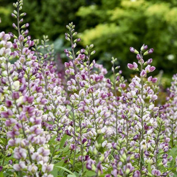 False Indigo ~ Baptisia ‘Plum Rosy’