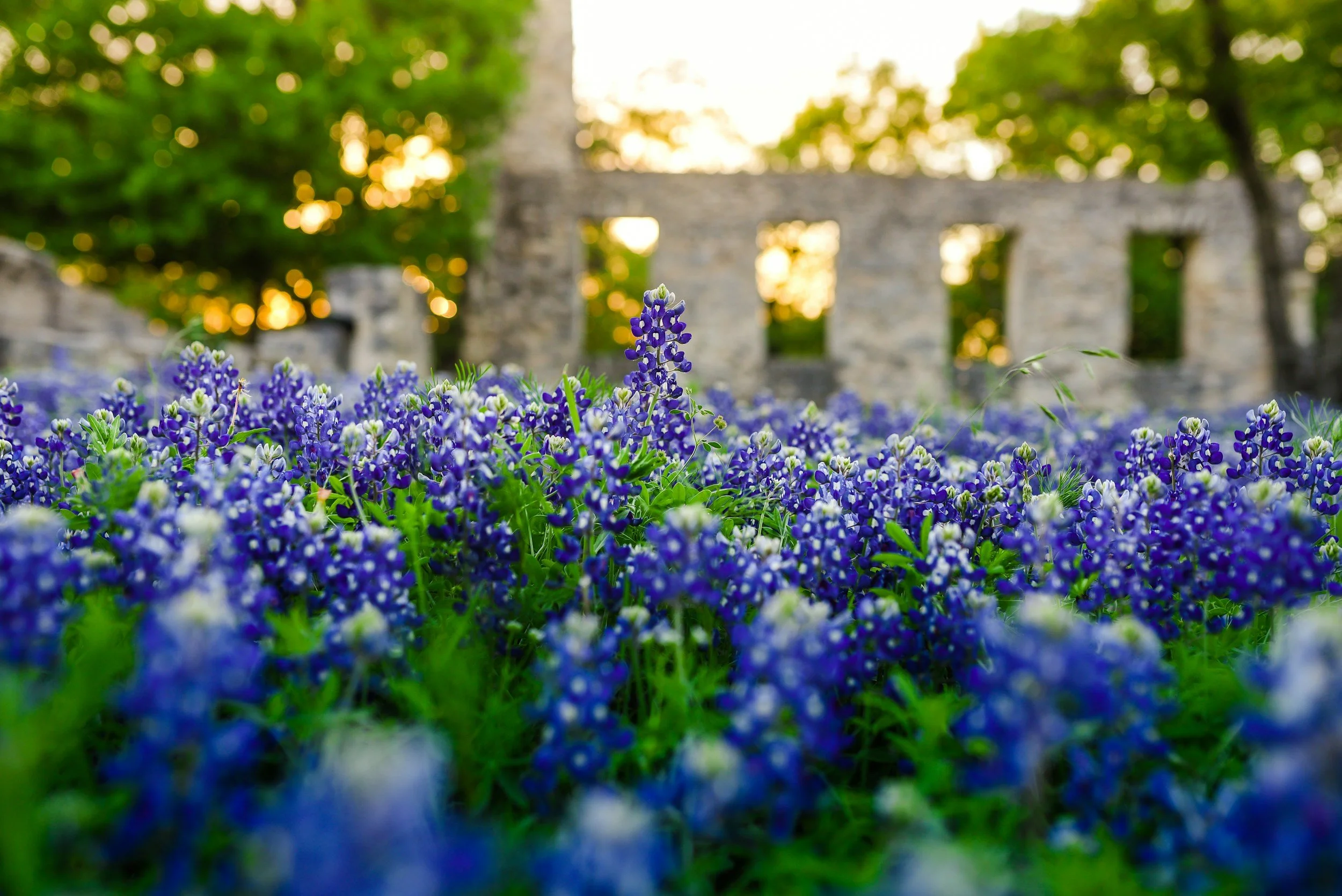 Bluebonnet wildflowers in the foreground with the stone ruins of a building and green trees in the background, illuminated by the setting sun.