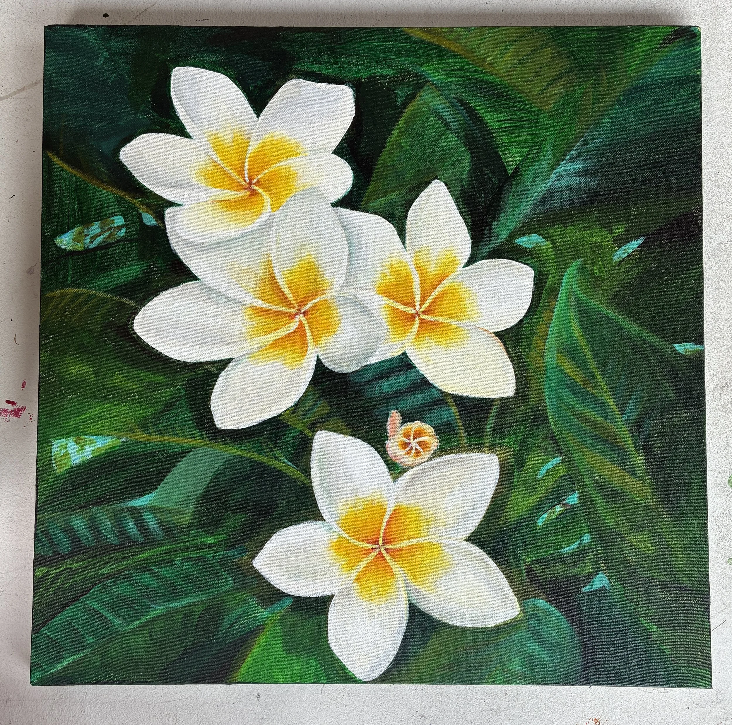 Plumeria Tree