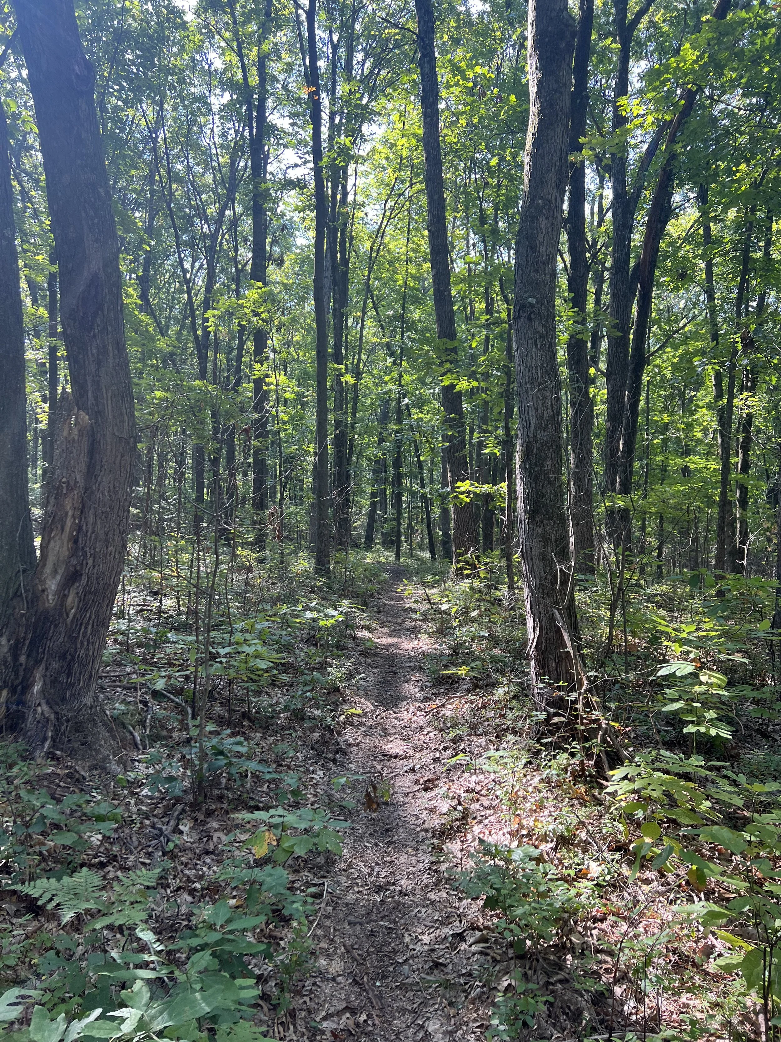 A narrow dirt trail winds through a green forest with tall trees and leafy undergrowth, illuminated by sunlight filtering through the canopy.