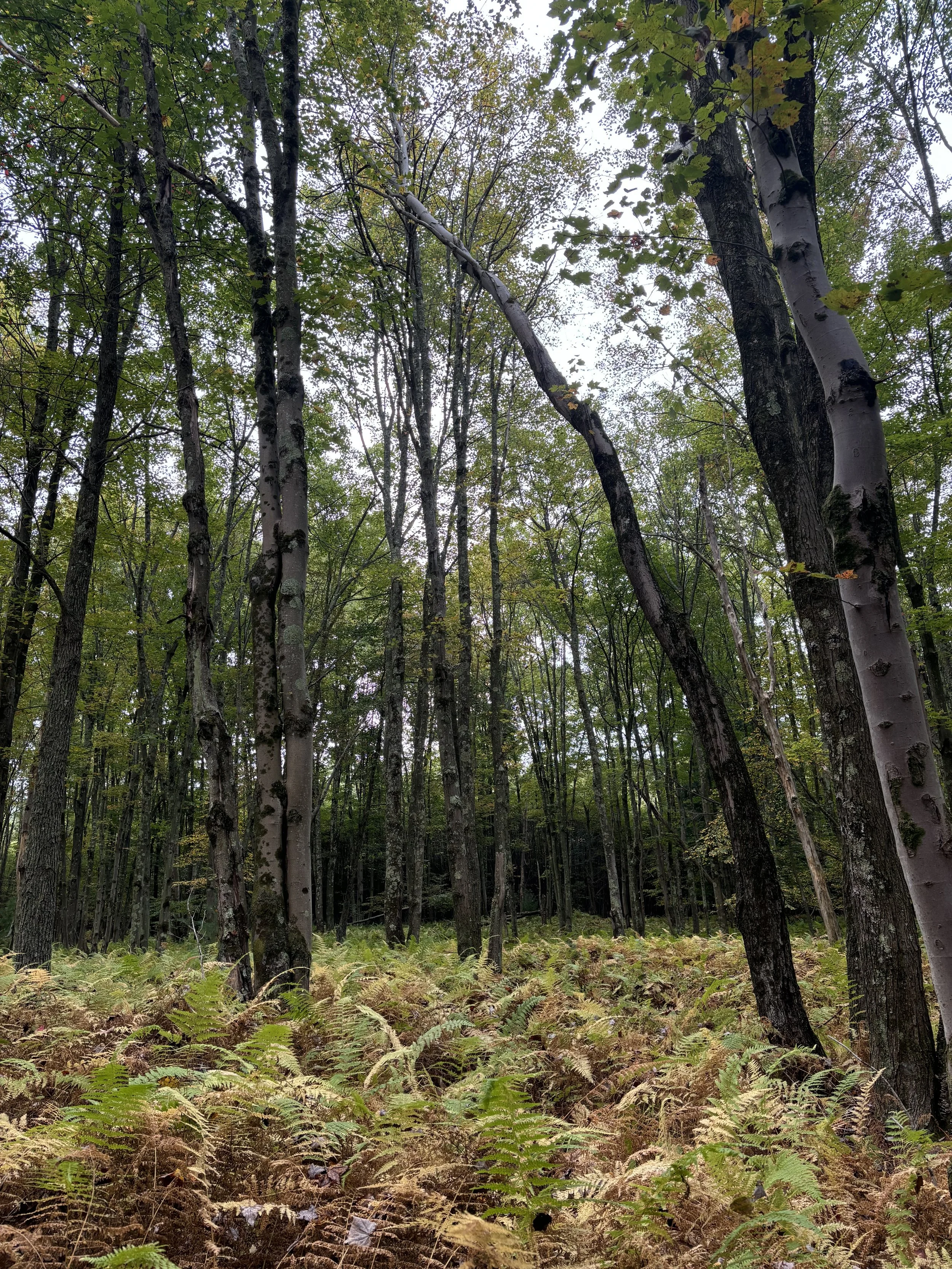 A dense forest with tall trees, some with gray and brown bark, and a forest floor covered with ferns and fallen leaves, under a cloudy sky.