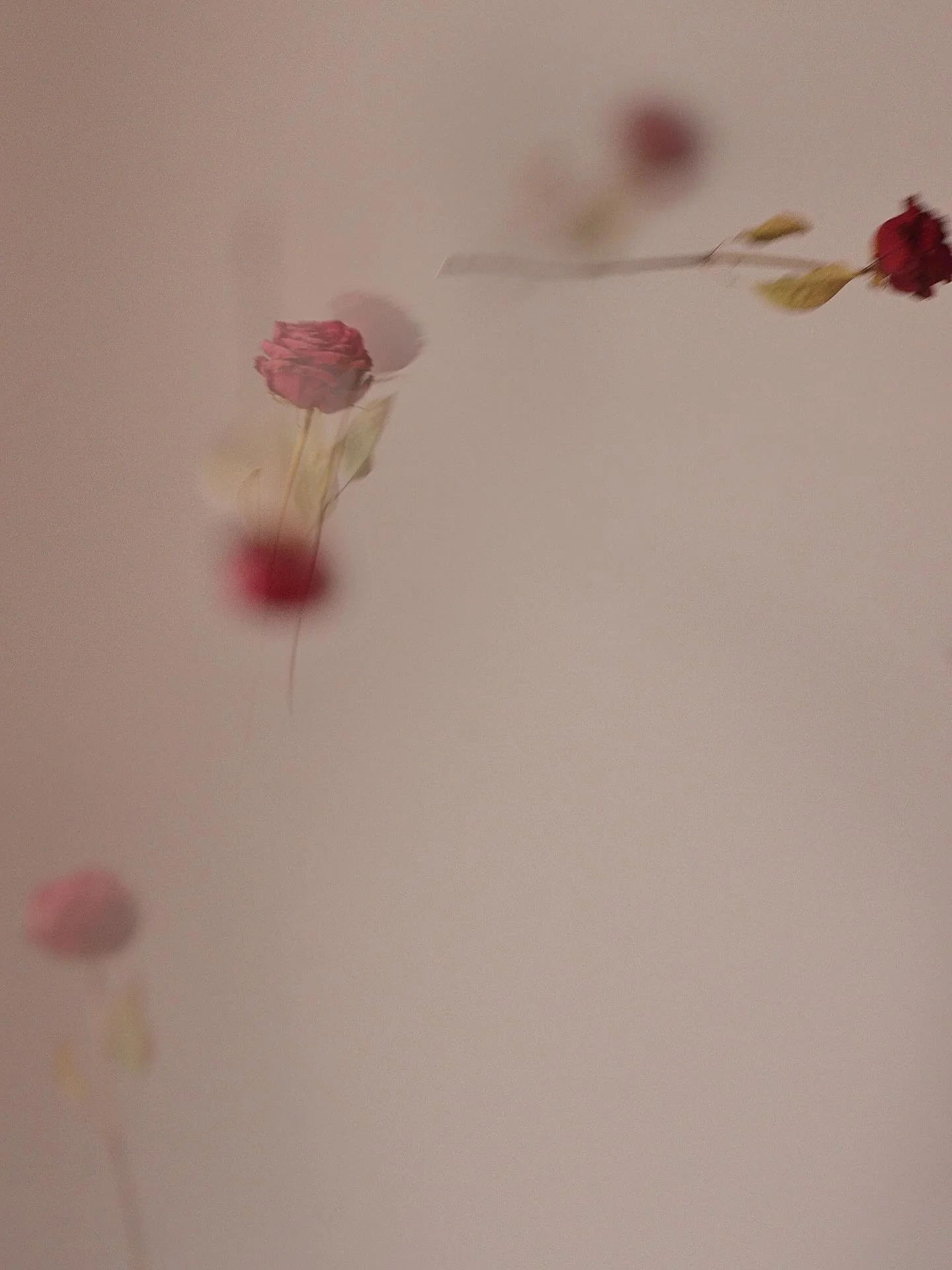 Reteaching my self photoshop because these flying roses won&rsquo;t leave me alone. 

Can anyone recommend a printing method for this type of photography work?