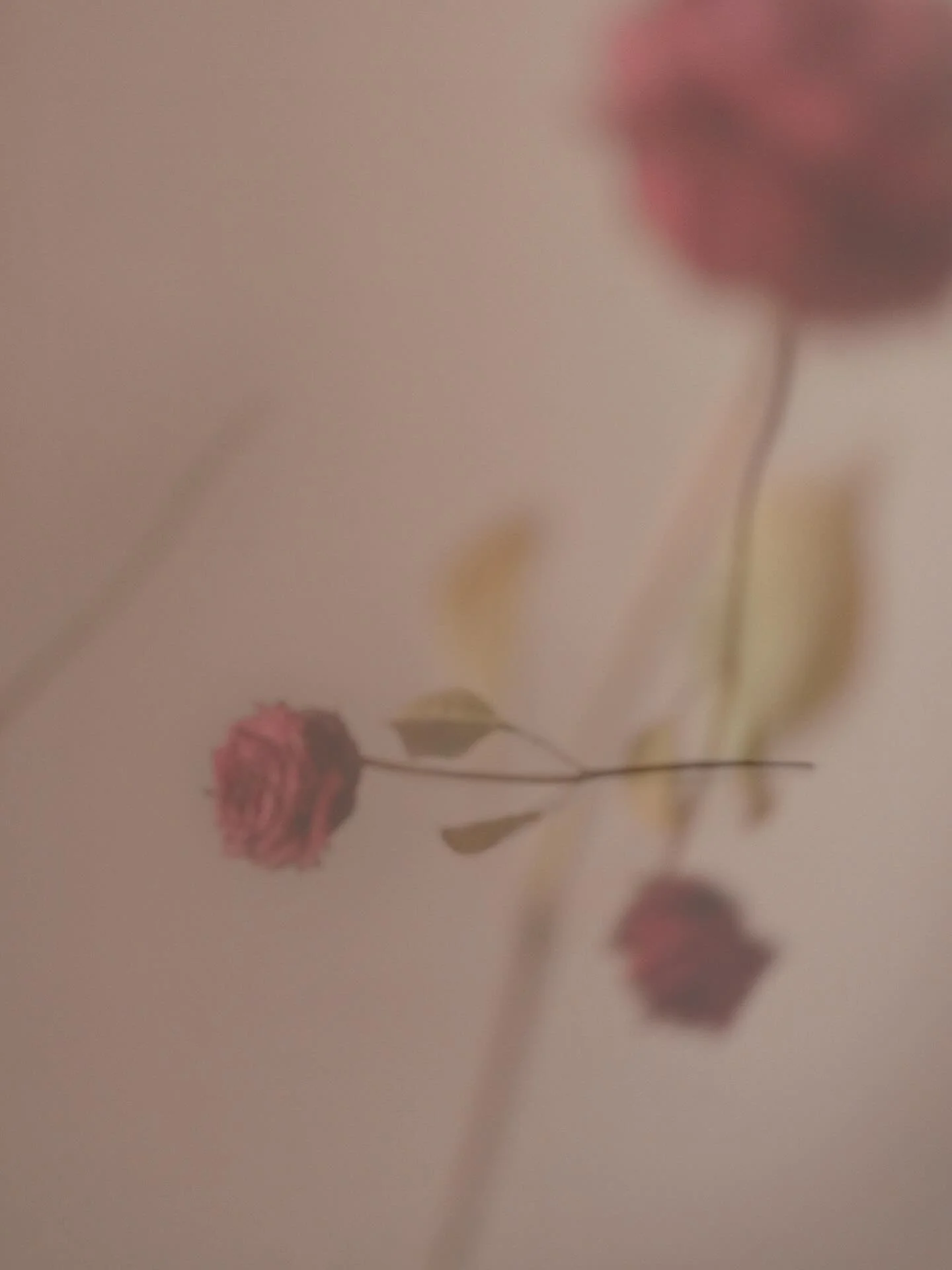 I have been enthralled by the creation of photographic works as of late. Being able to take my affinity for dead roses, photography, thoughtful layering, asymmetrical harmony, abstract composition, and colour and smash them all together to create a s