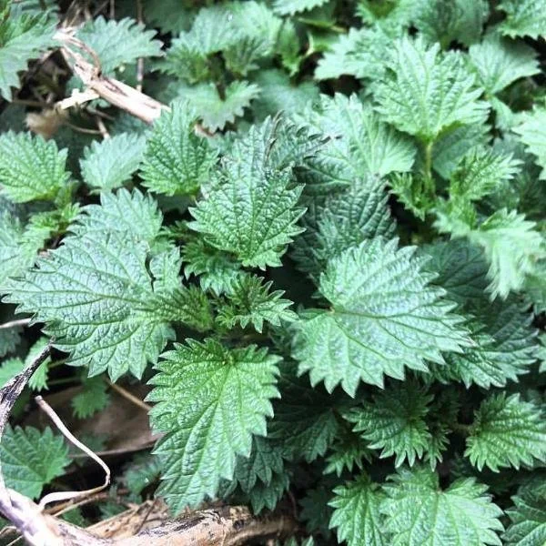 Stinging Nettle 