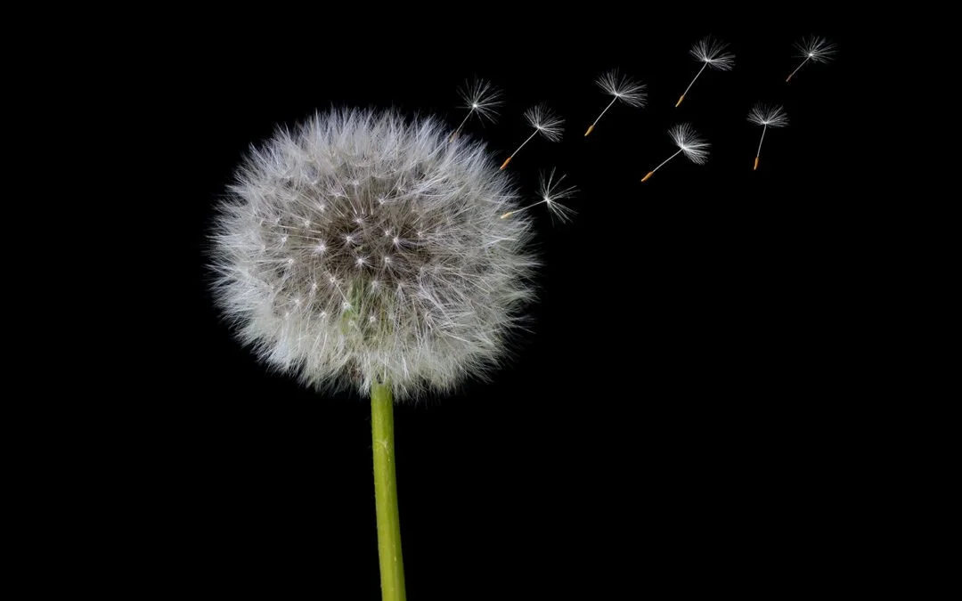 Dandelion (taraxacum officinale)