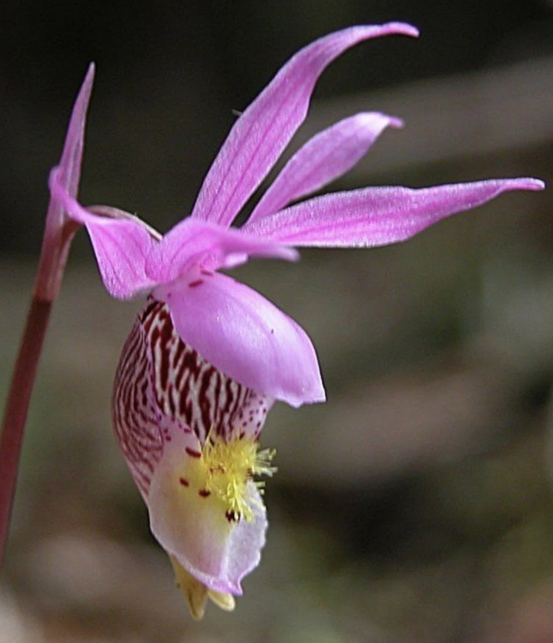 Calypso Orchid