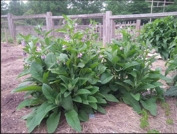 Comfrey