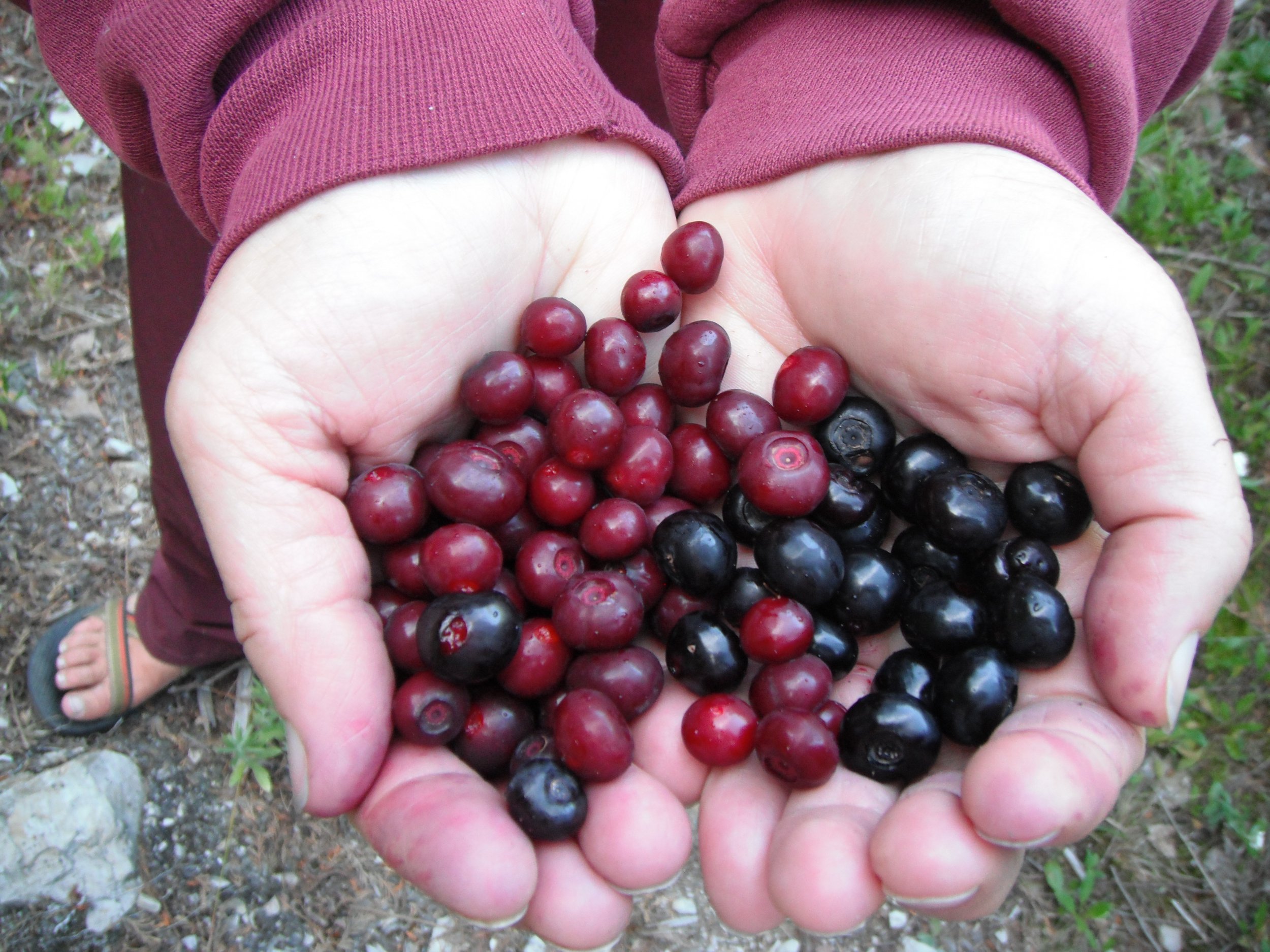 Huckleberry