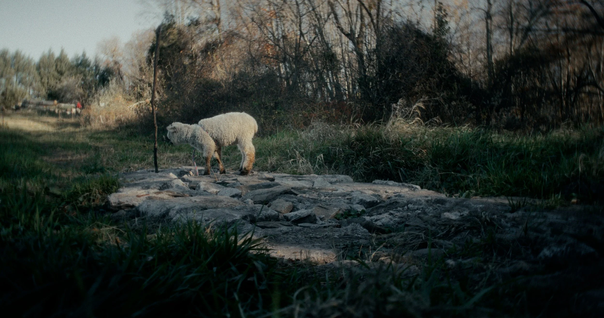 sheep color by EJP_1.8.1.jpg