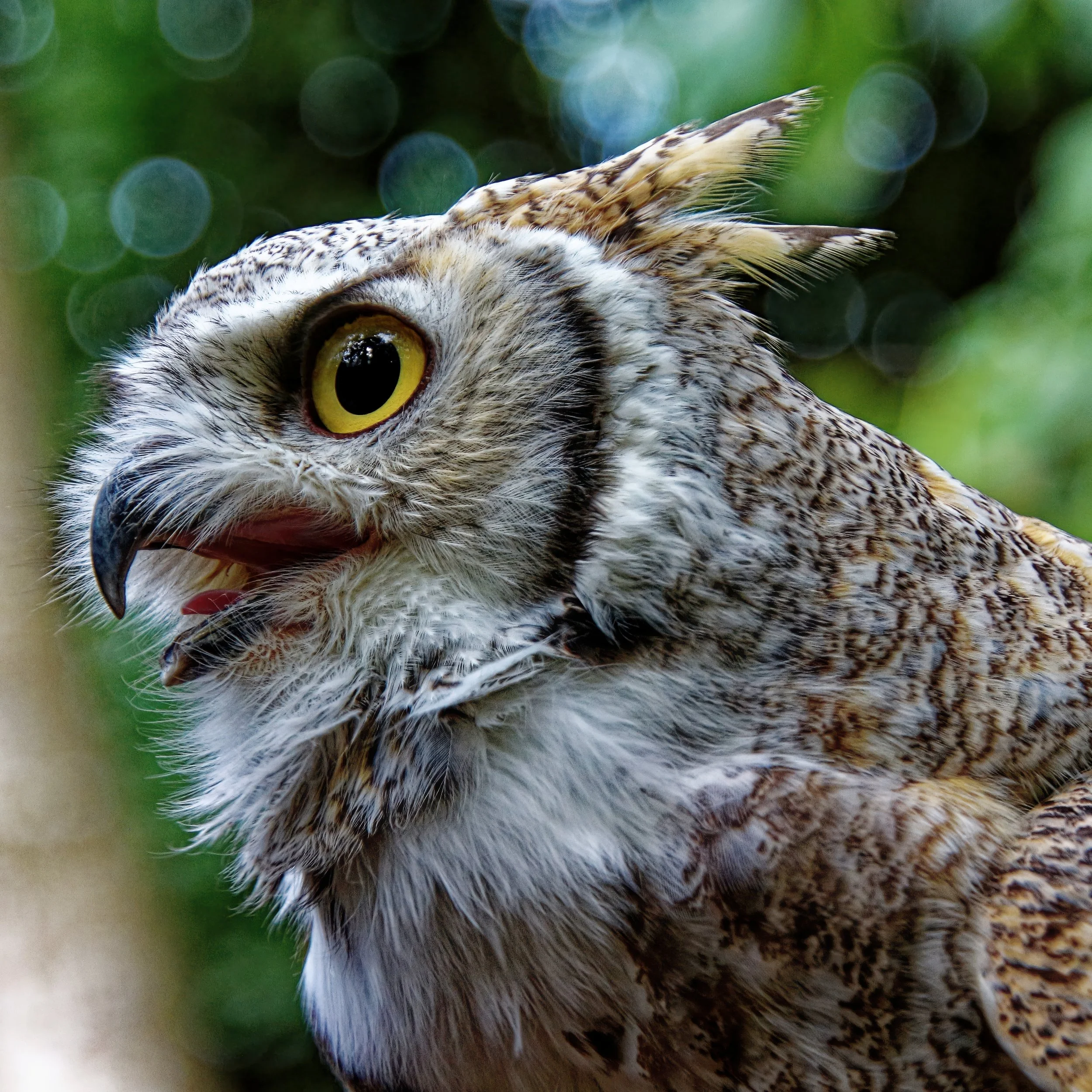 the-voice-in-the-woods-great-horned-owl-fine-art-wildlife-photography-print.jpg