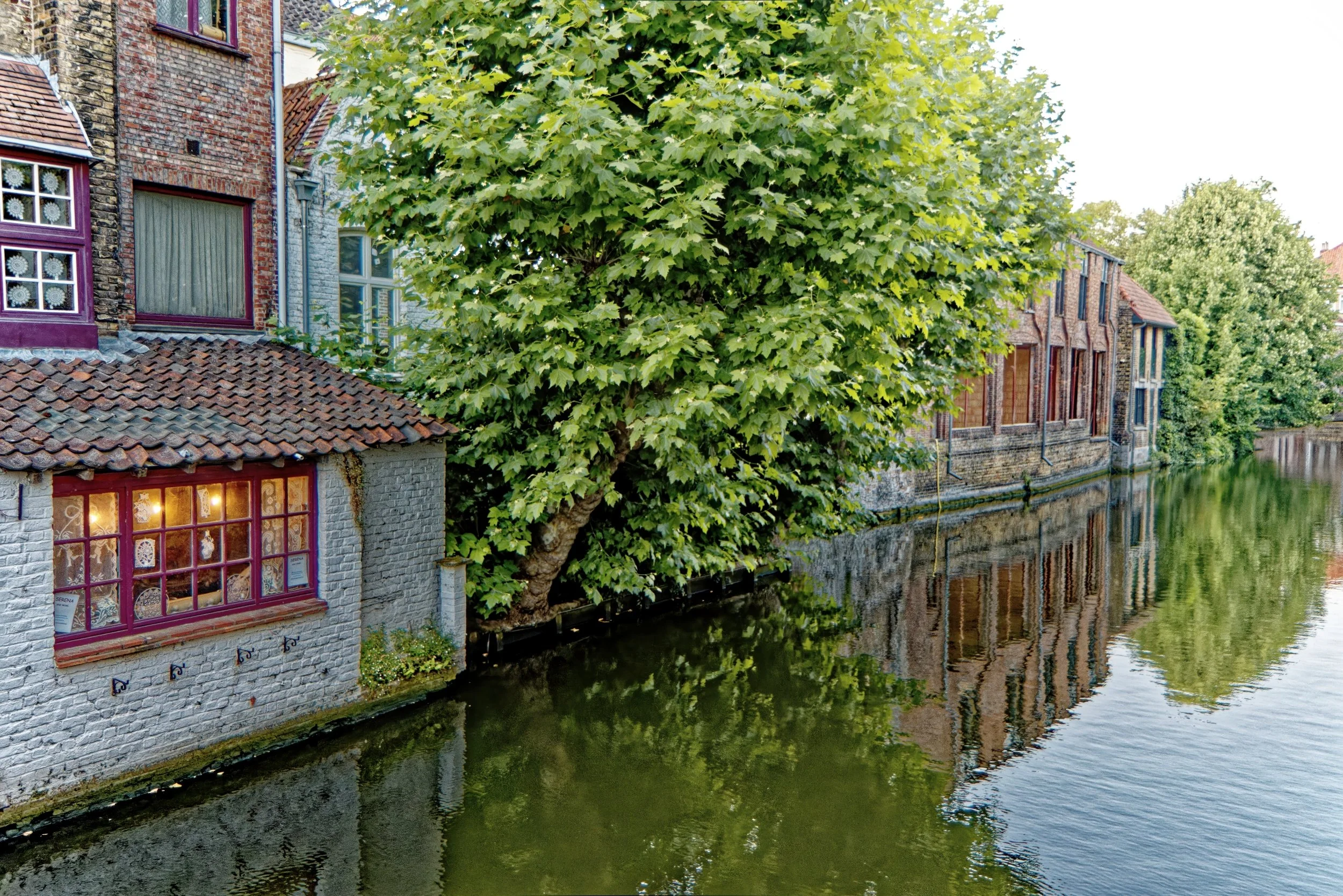 A large green tree growing next to a canal with brick houses along the water, some with purple window frames and decorative window stickers.