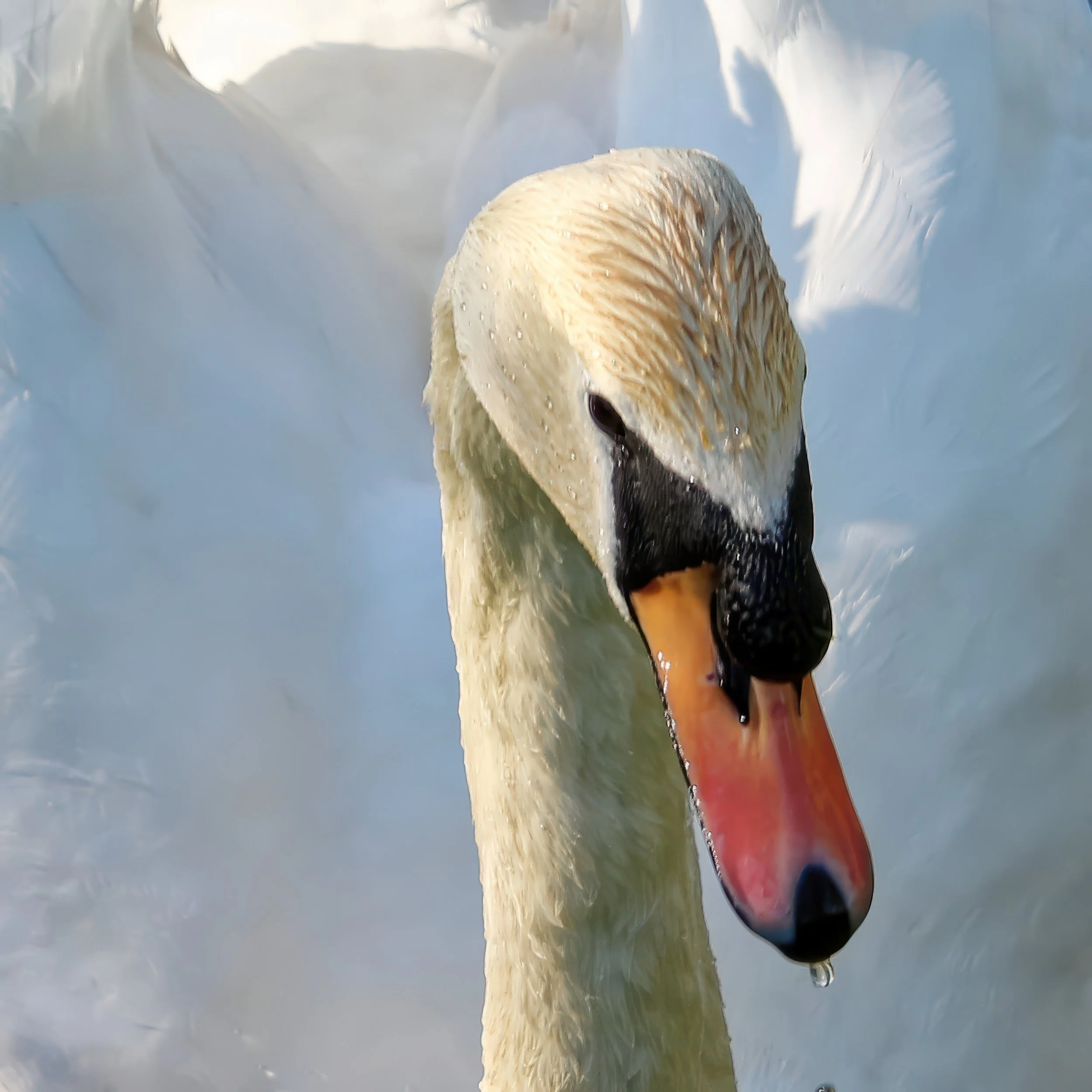 swan-of-the-stour-canterbury-wildlife-fine-art-photography-print.jpg