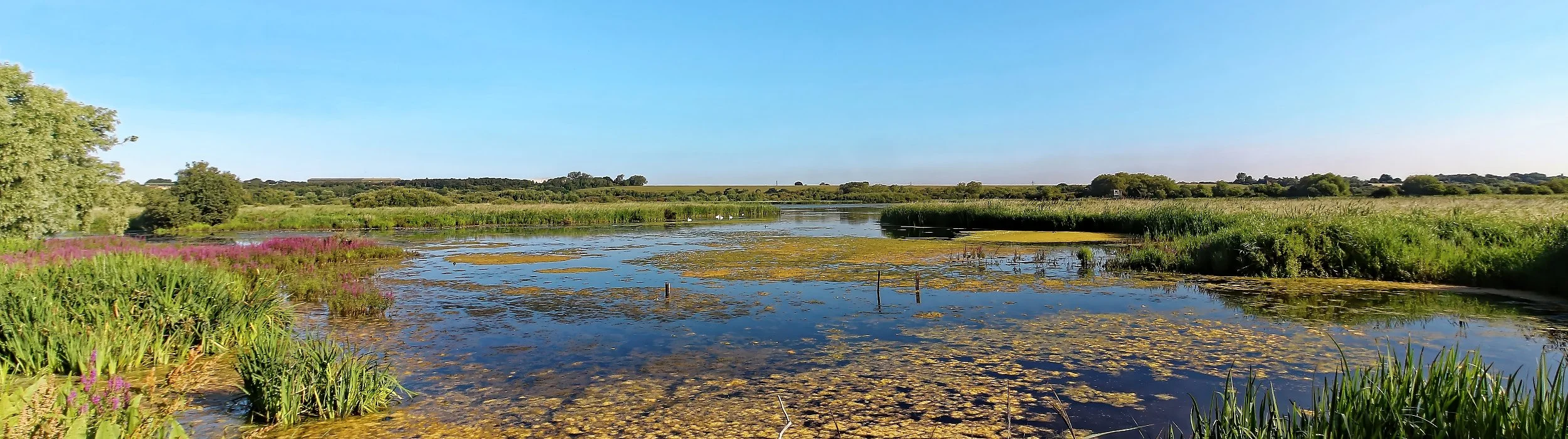 A scenic view of marshland with green vegetation, trees, and aquatic plants under a clear blue sky.