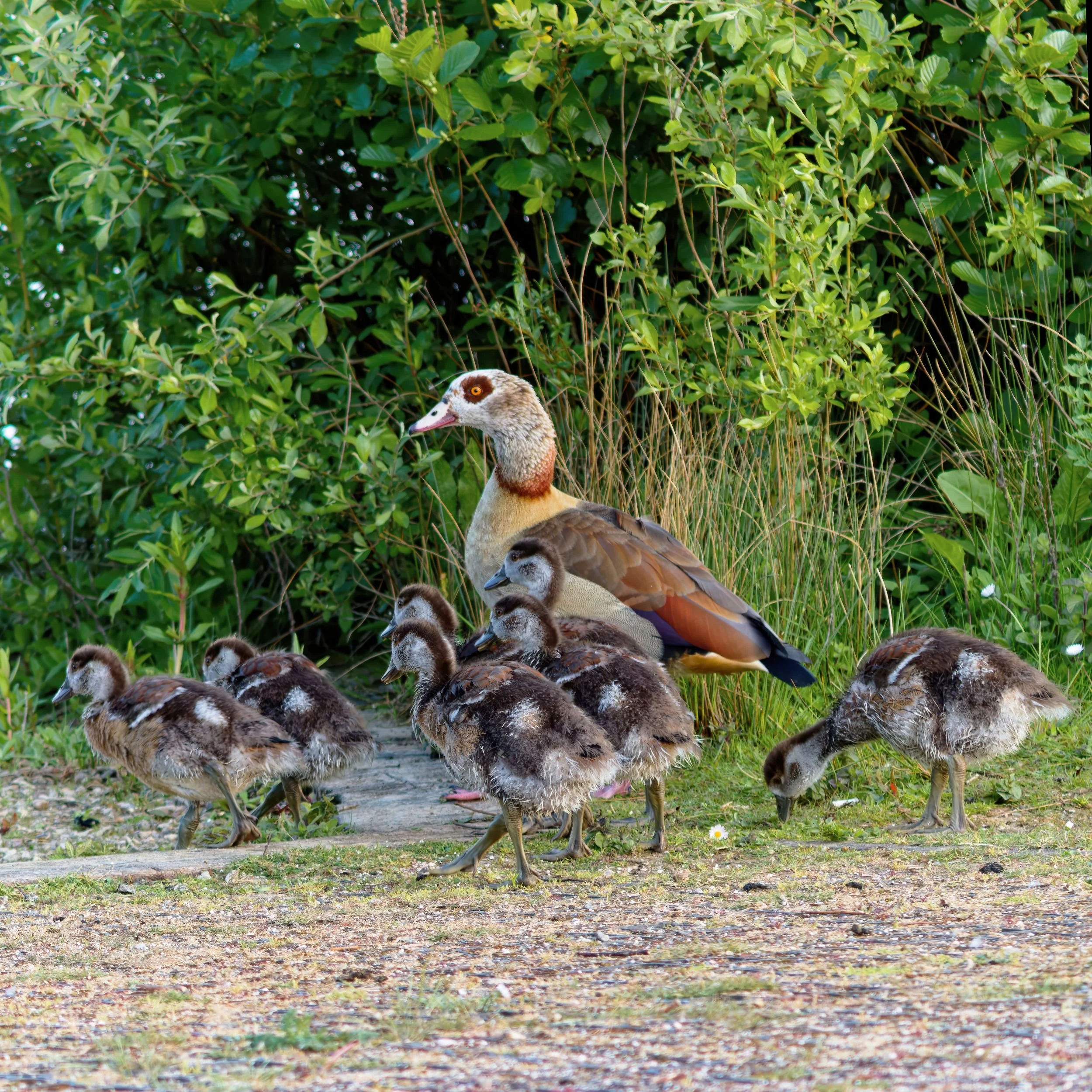 keeping-watch-egyptian-goose-family-fine-art-wildlife-photography-print.jpg