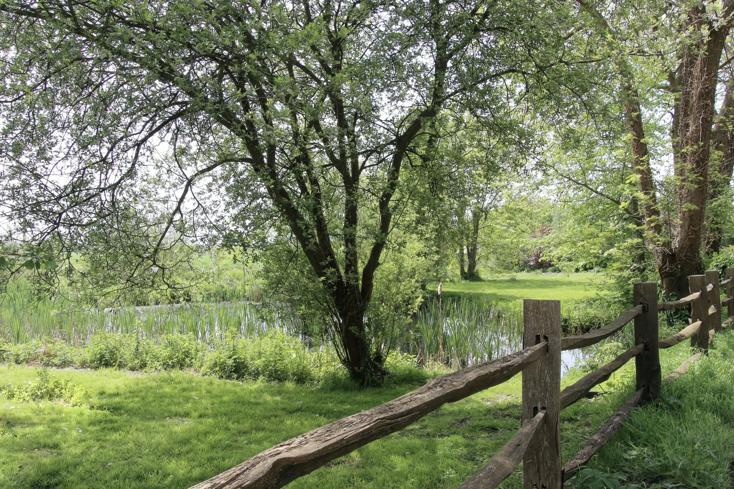 A lush, green outdoor scene featuring a tree with dense leaves, a grassy area, a small body of water, and a rustic wooden fence in the foreground.