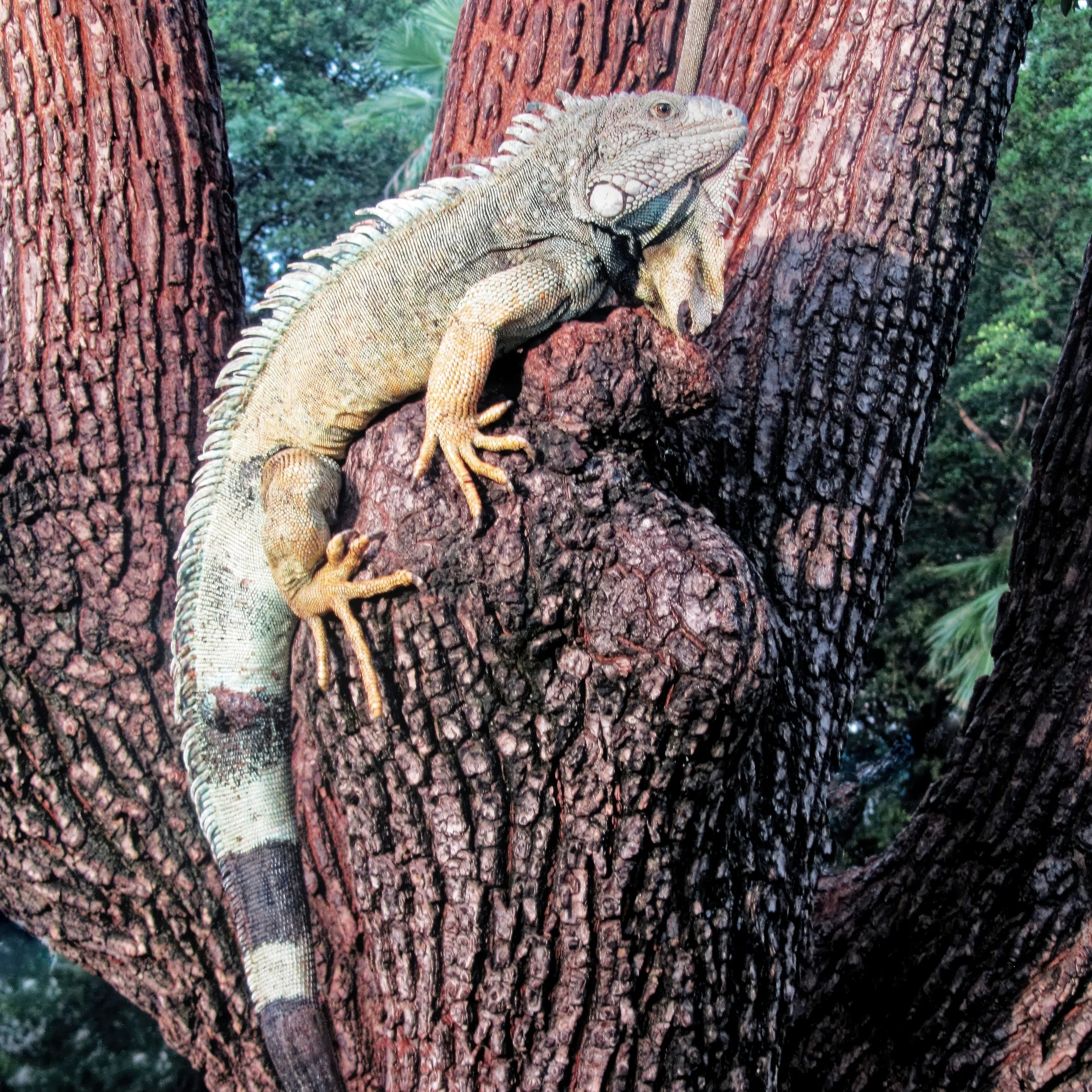 the-iguanas-of-guayaquil-ecuador-fine-art-photography-print.jpg
