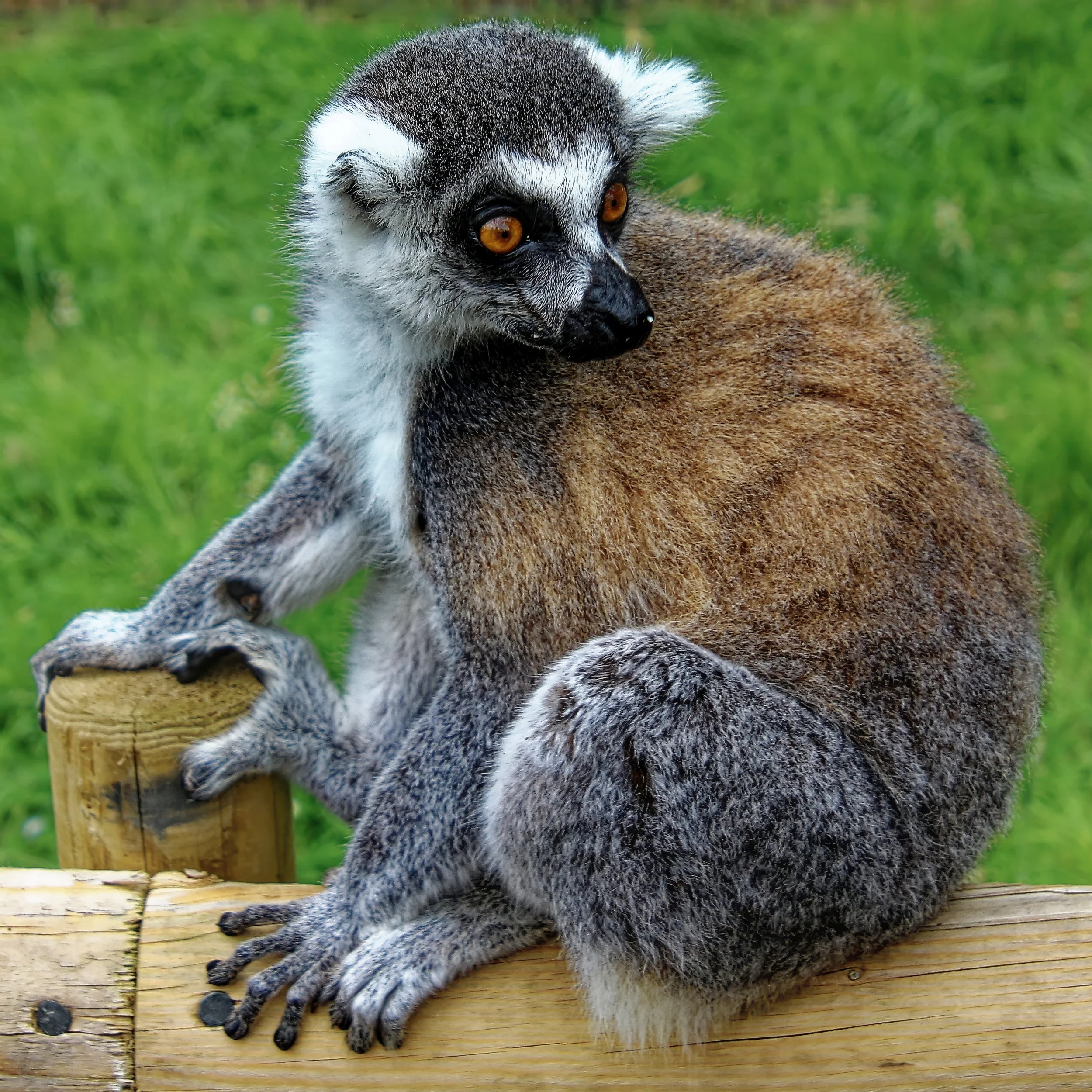 the-sideways-glance-ring-tailed-lemur-fine-art-wildlife-photography-print.jpg