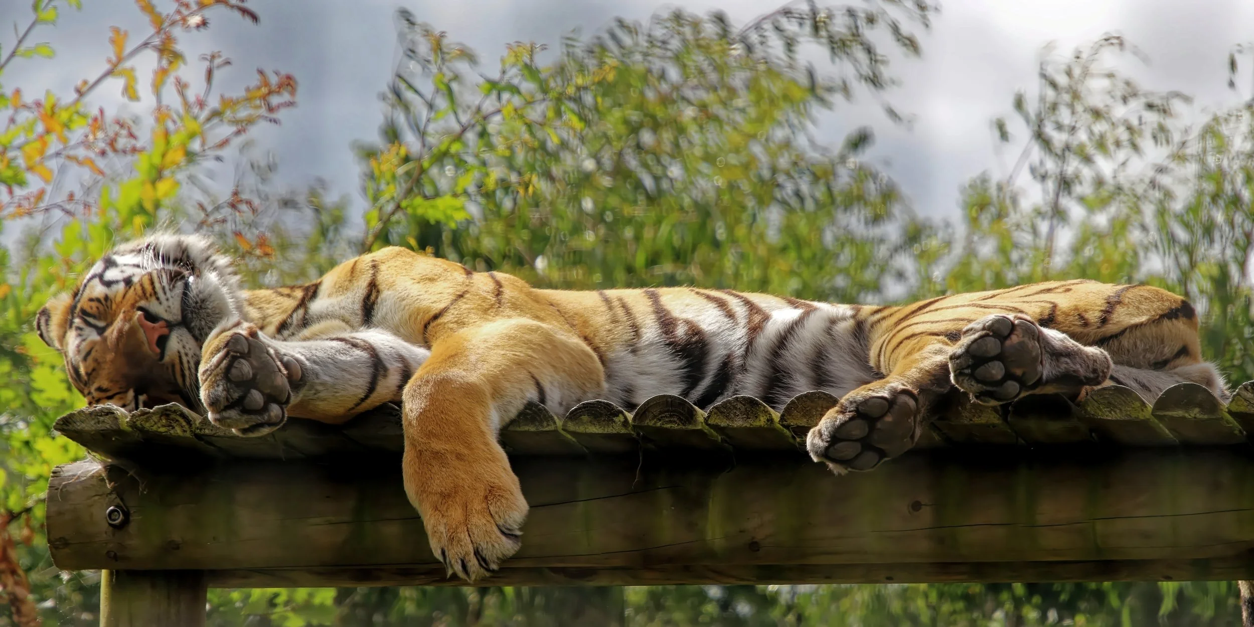 the-sleeping-predator-tiger-wingham-wildlife-park-fine-art-photography-print.jpg