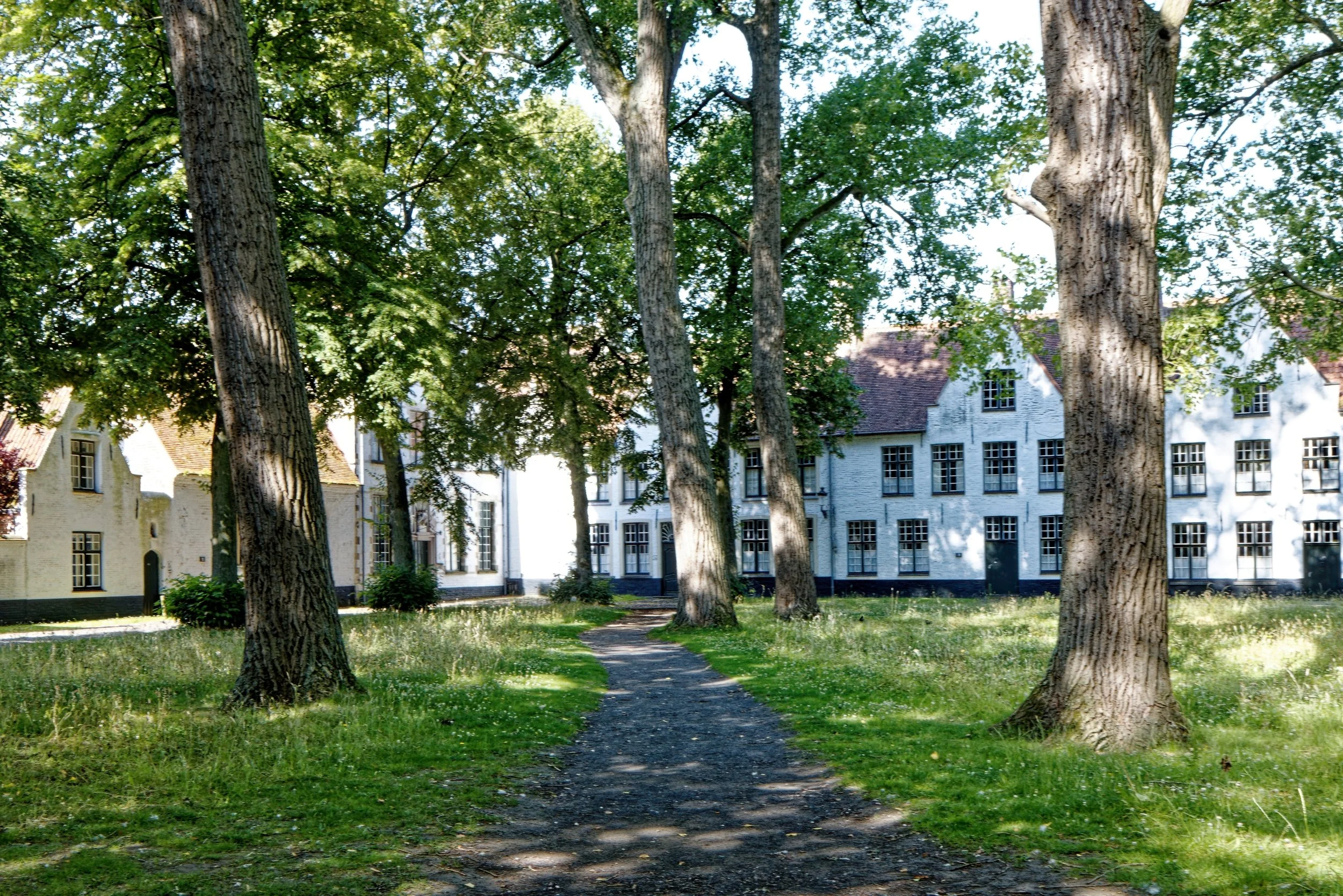 A pathway through a grassy area with tall trees, and white buildings with black window frames in the background.