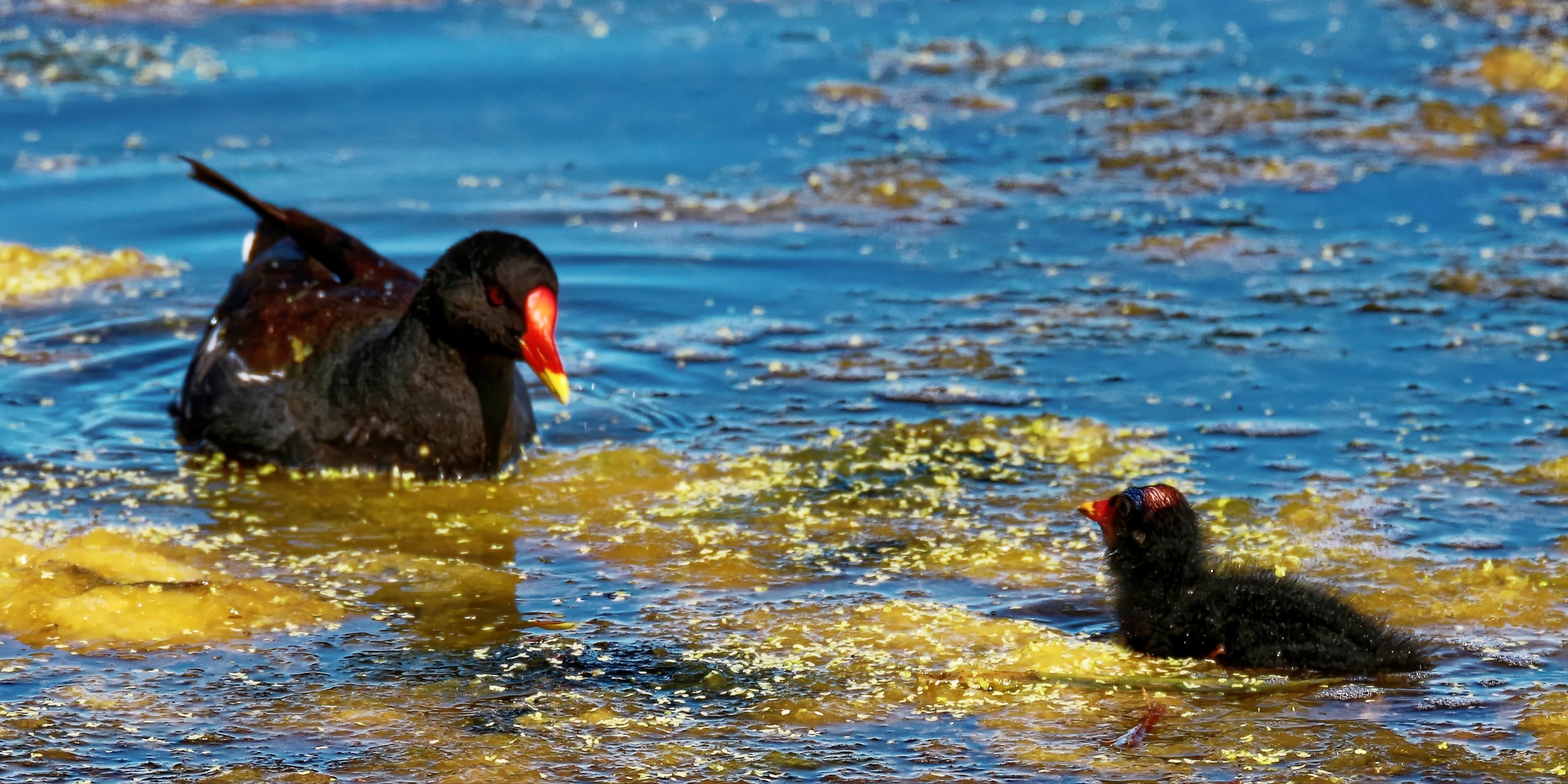a-mothers-watch-moorhen-chick-wildlife-fine-art-photography-print.jpg