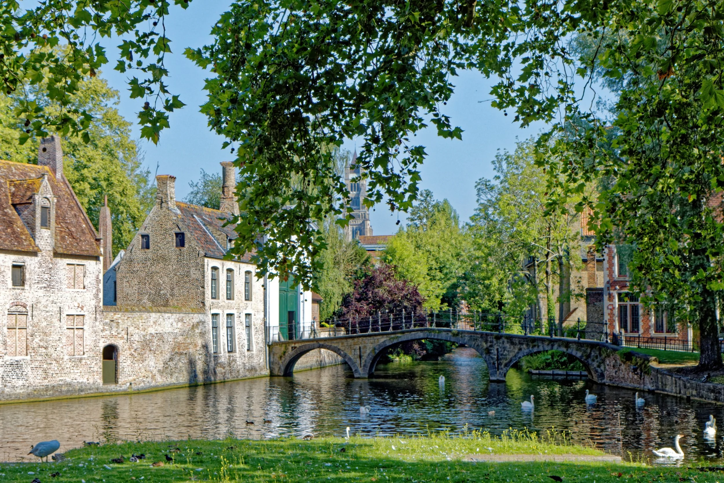 View of historic European buildings along a canal, with lush trees overhanging and swans swimming in the water.