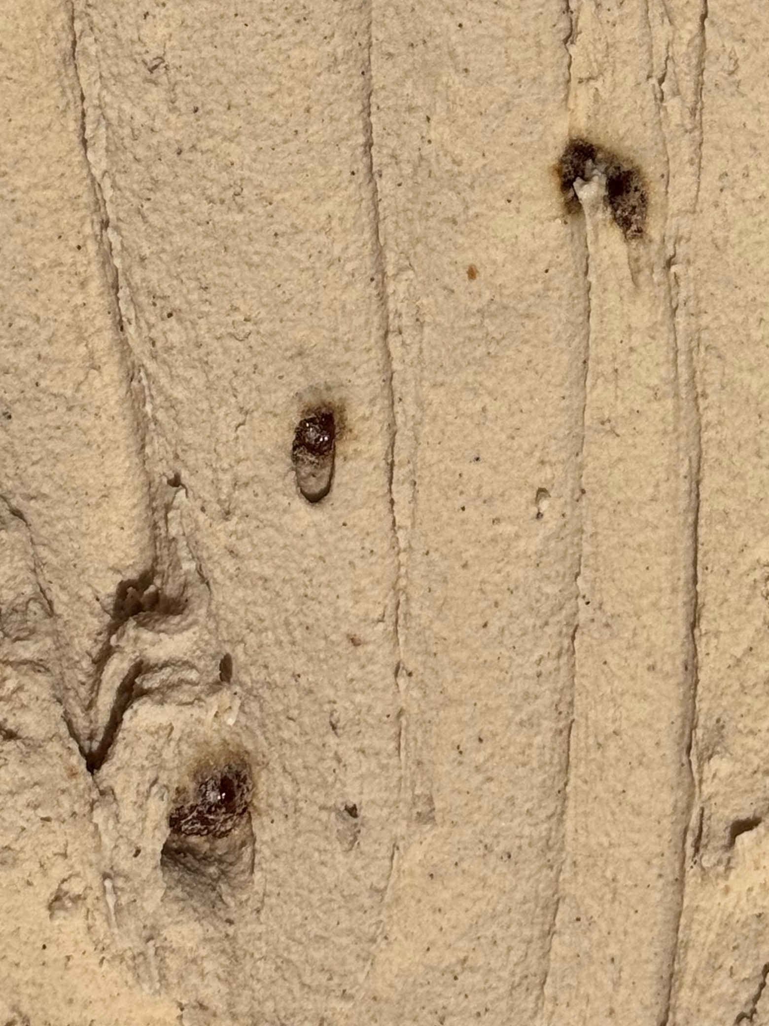 Noisettines du Médoc Lait d'amande