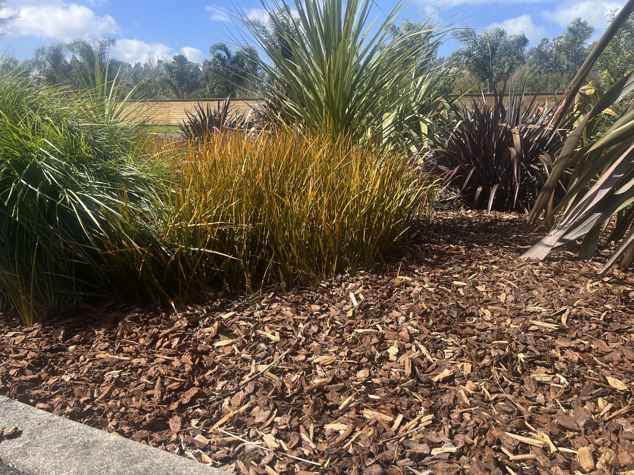 Close-up of mulch with various ornamental grasses and plants in a landscaped garden, blue sky with clouds in the background.