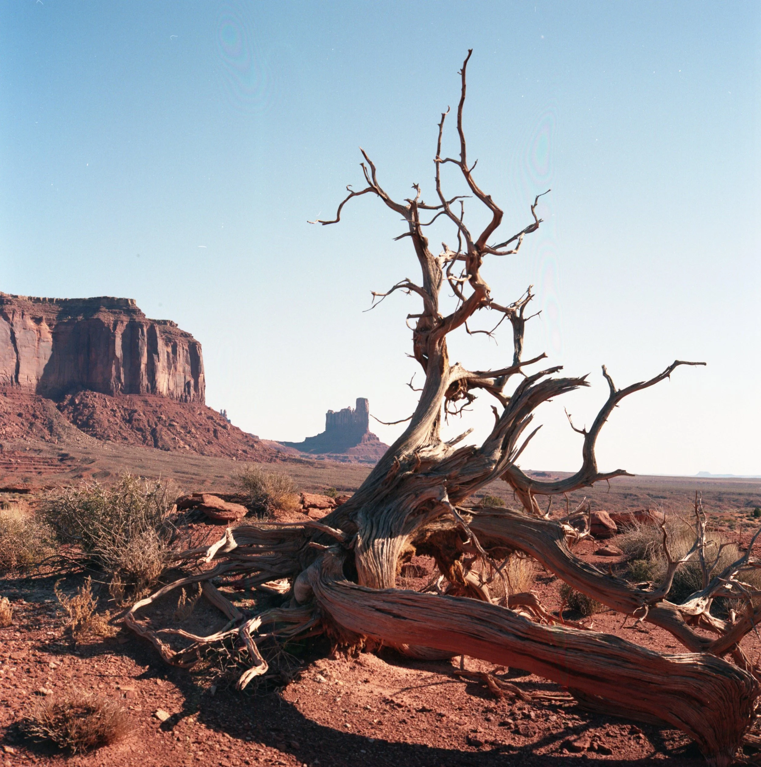 Monument Valley Tree.jpg