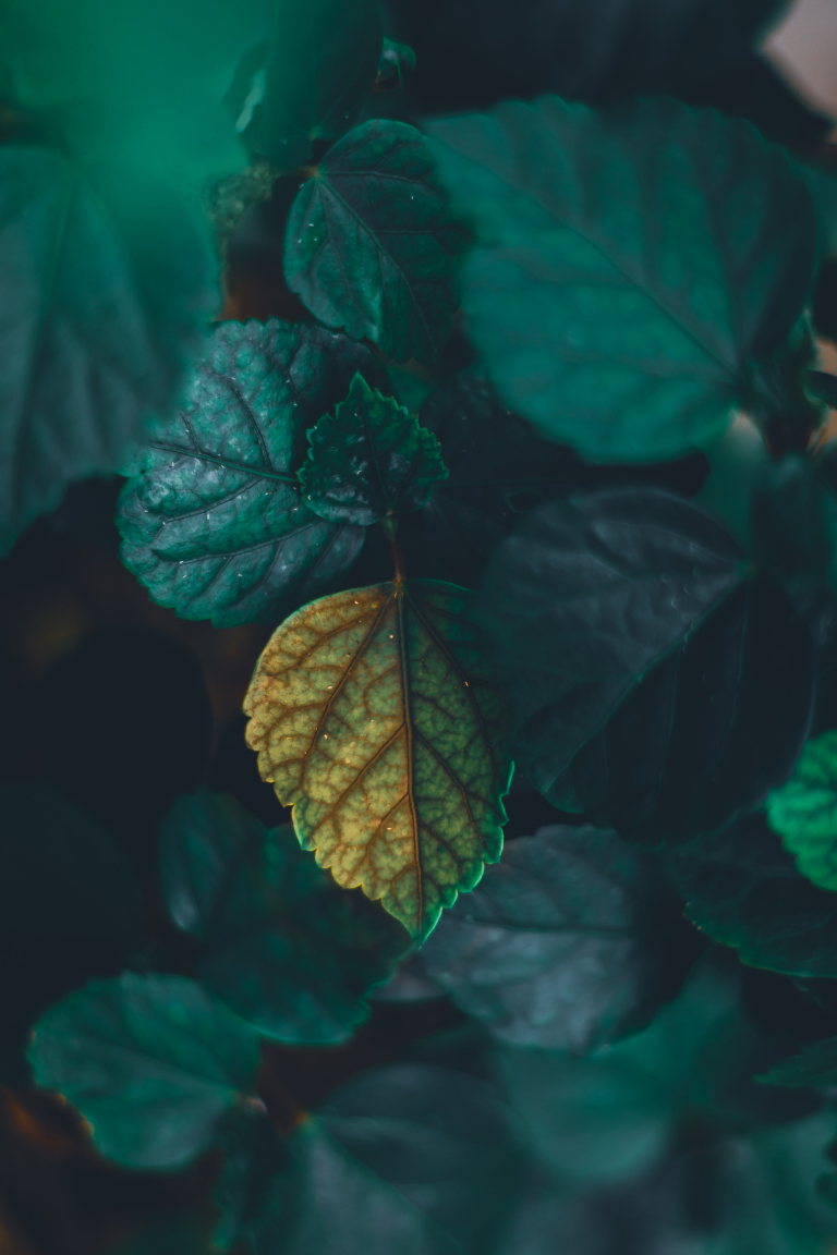 Close-up of green and yellow leaves with prominent veins, surrounded by dark foliage.