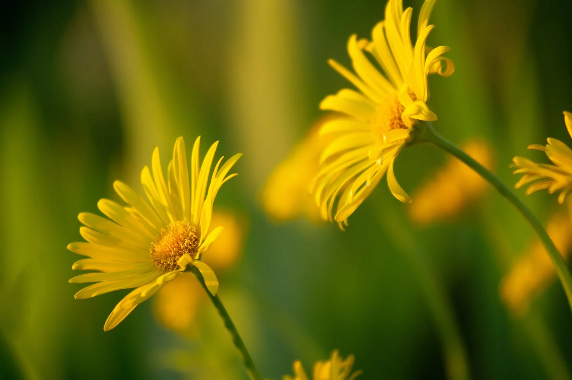 We Heal Together - COVID-19 Resources for Wellness