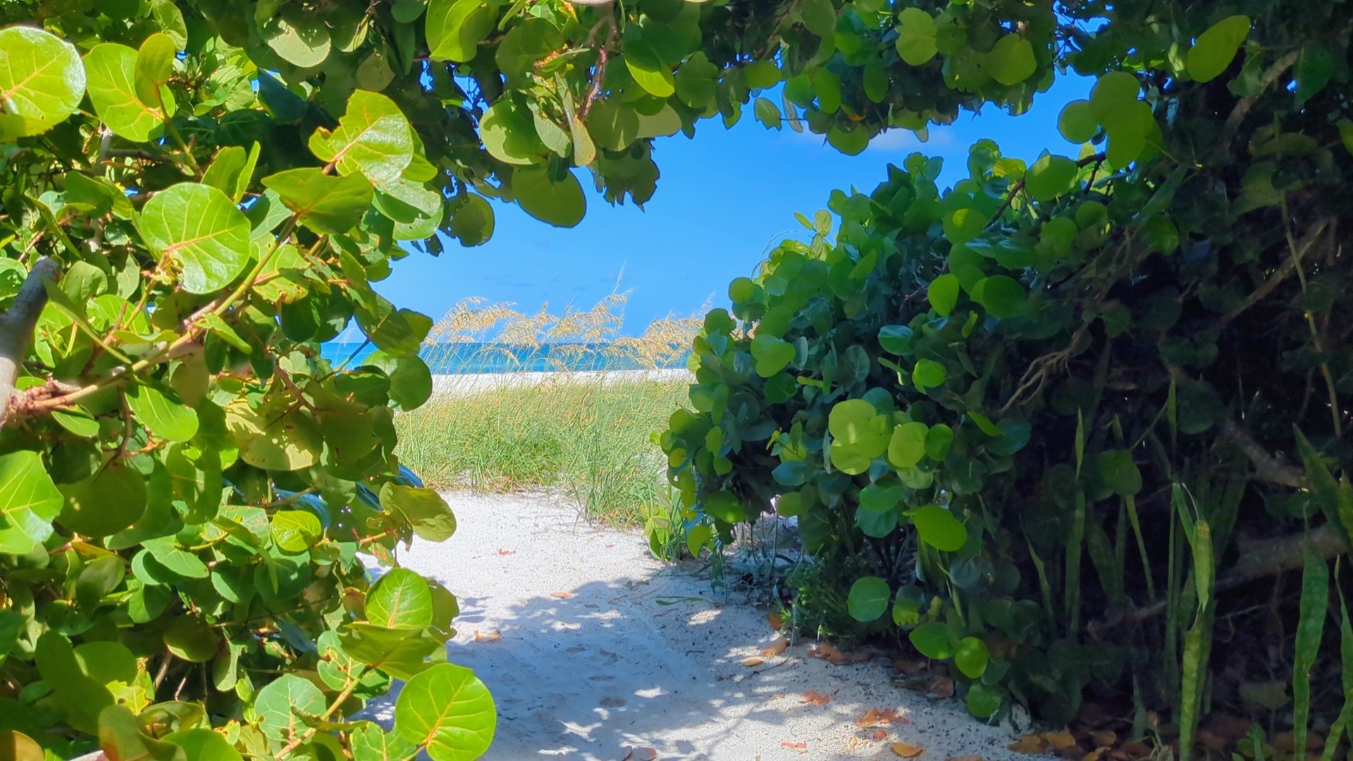 WEBSITE_Beach Arch.jpg