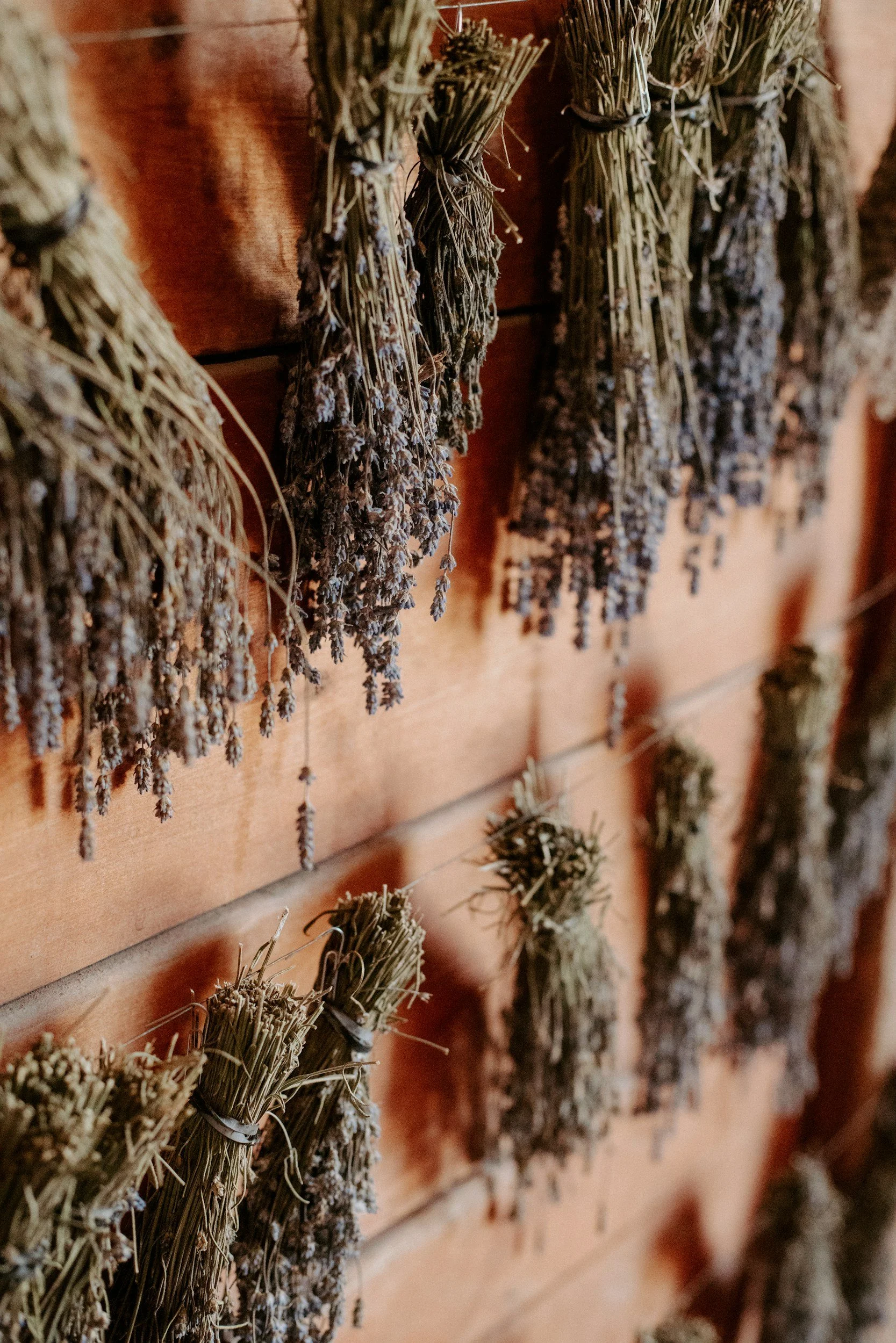 USA drying herbs