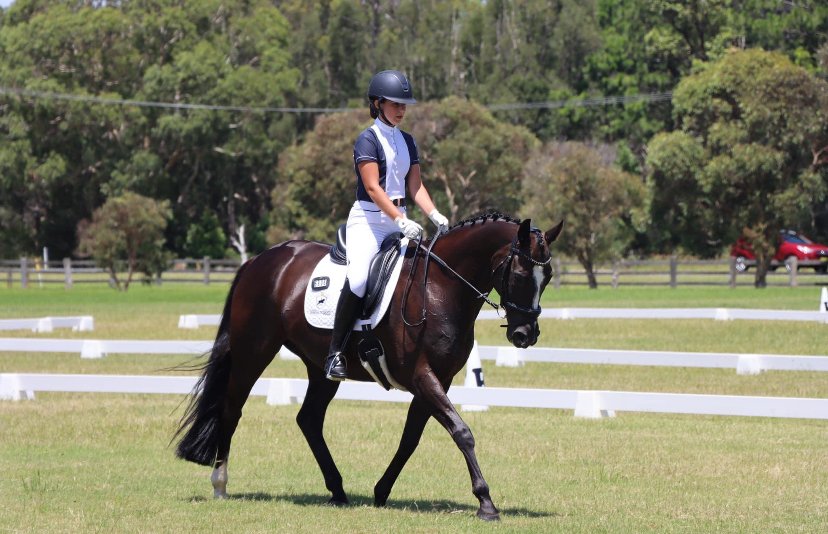 A young female rider dressed in riding apparel on a dark bay horse practicing dressage on a grassy field with white dressage arena markers and trees in the background.