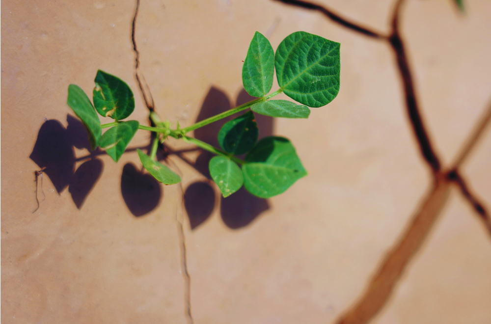 Getting to the Root: Meeting Your Body Where It’s At