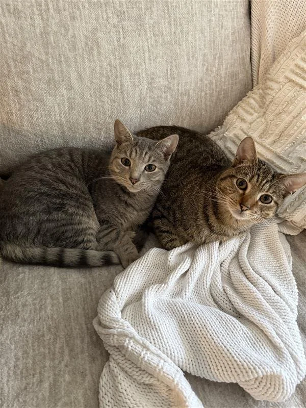 Image - 2025-06-04T203005.172.jpg