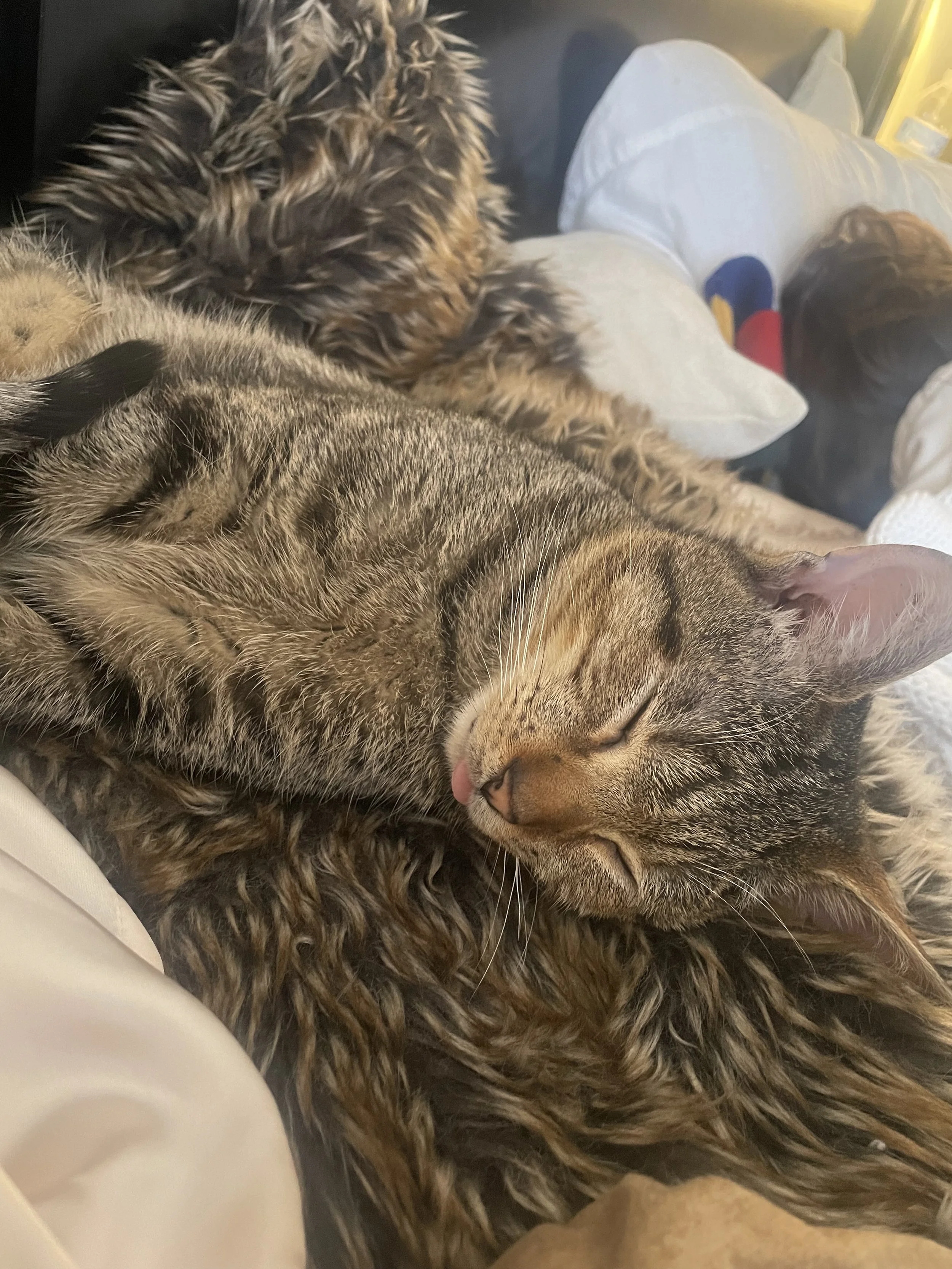 Image - 2025-06-04T201507.536.jpg