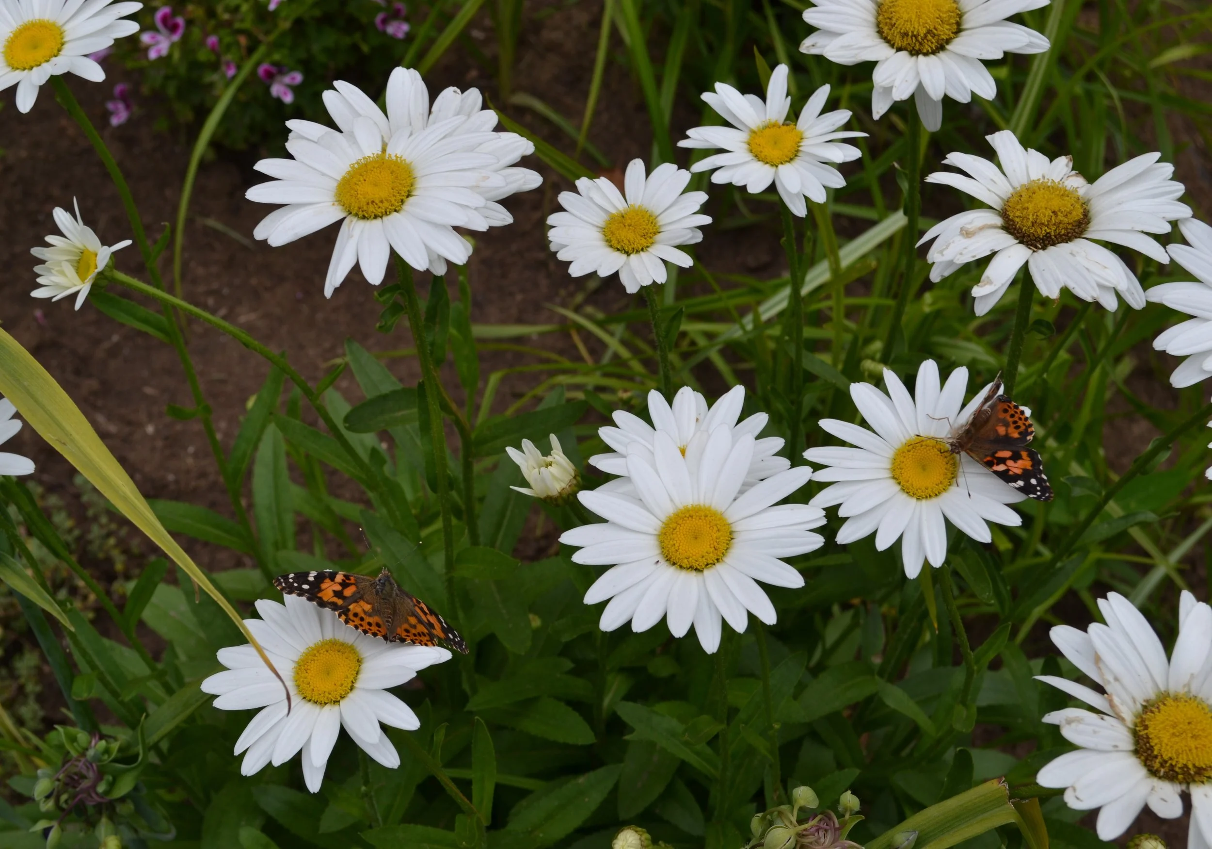 DSC_0316.JPG